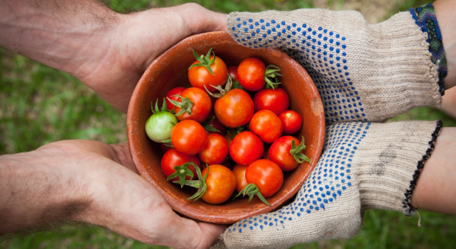 Tomatenernte